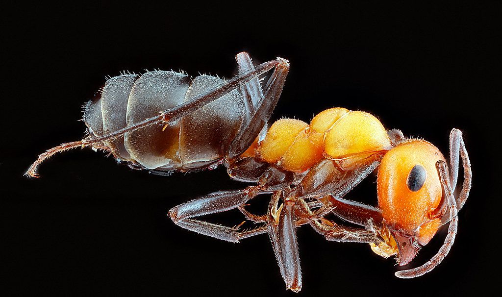Ant Control service in McAllen, TX