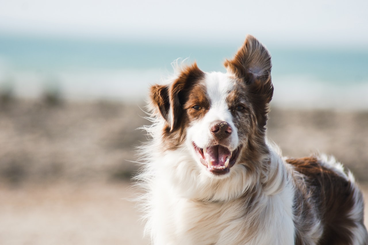 Flea & Tick Control service in McAllen, TX