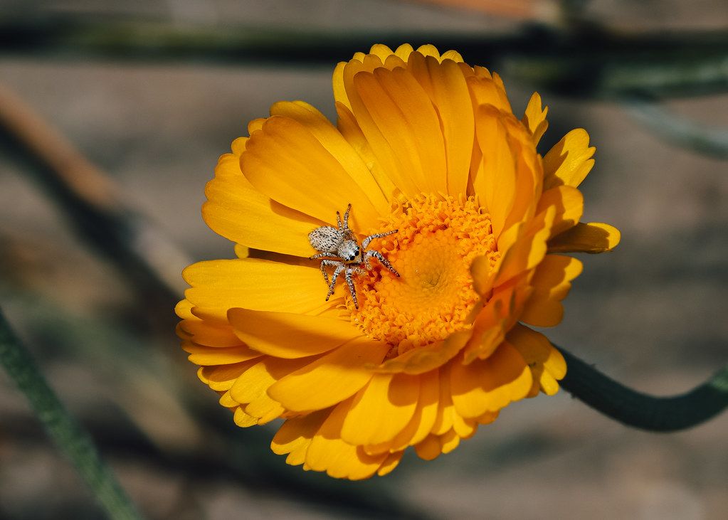 Spider Control service in McAllen, TX